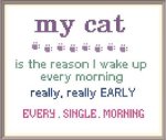 (image for) My Cat.... Wakes Me EARLY